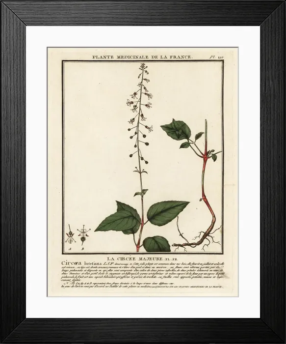 Framed Print : Broad-leaved enchanter's nightshade, Circaea lutetiana Framed Print : Broad-leaved enchanter's nightshade, Circaea lutetiana