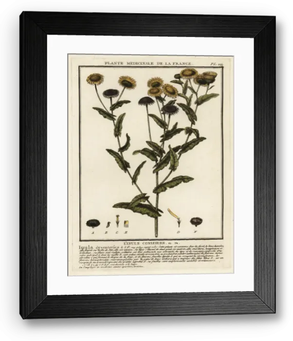 Framed Print : Common fleabane, Pulicaria dysenterica Framed Print : Common fleabane, Pulicaria dysenterica