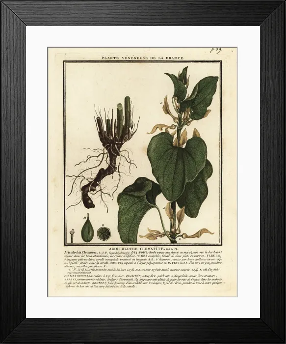 Framed Print : European birthwort, Aristolochia clematitis Framed Print : European birthwort, Aristolochia clematitis