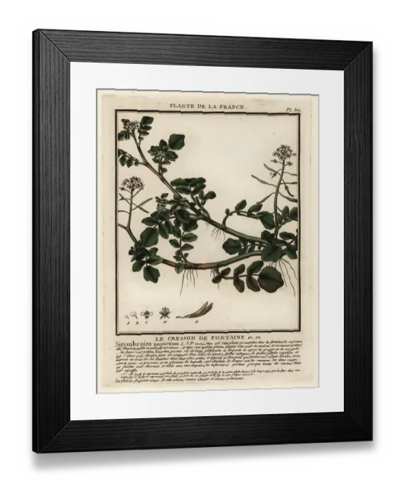 Framed Print : Watercress, Nasturtium officinale Framed Print : Watercress, Nasturtium officinale