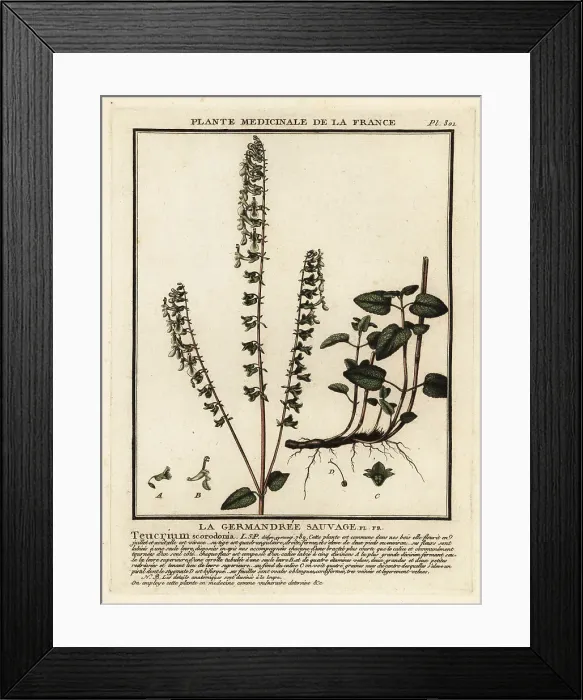 Framed Print : Woodland germander, Teucrium scorodonia Framed Print : Woodland germander, Teucrium scorodonia