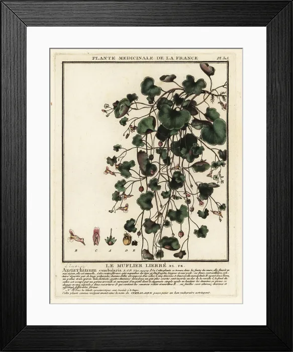 Framed Print : Ivy-leaved toadflax, Cymbalaria muralis Framed Print : Ivy-leaved toadflax, Cymbalaria muralis
