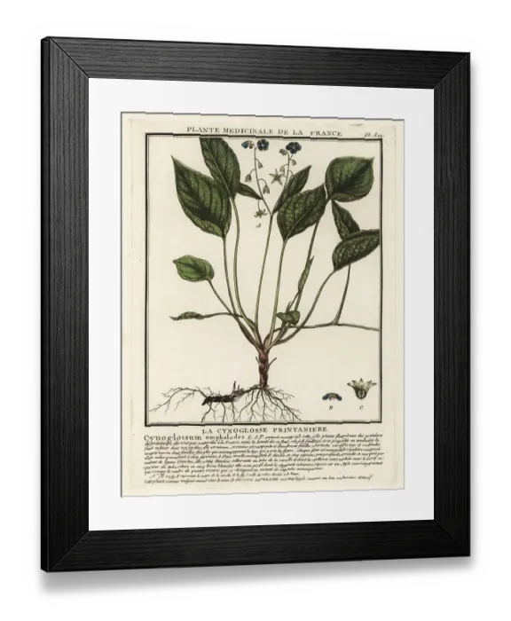 Framed Print : Creeping navelwort, Omphalodes verna Framed Print : Creeping navelwort, Omphalodes verna