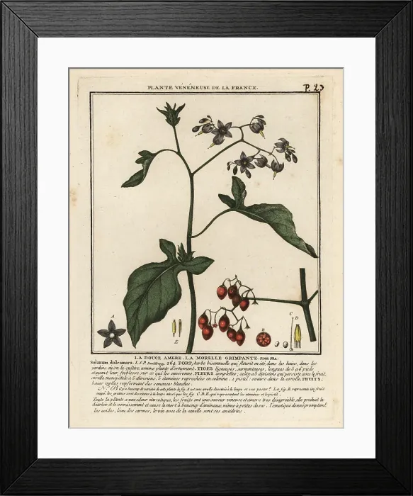 Framed Print : Bittersweet nightshade, Solanum dulcamara Framed Print : Bittersweet nightshade, Solanum dulcamara