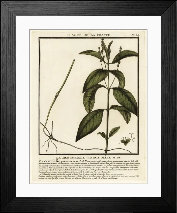 Framed Print : Dog's mercury, Mercurialis perennis Framed Print : Dog's mercury, Mercurialis perennis