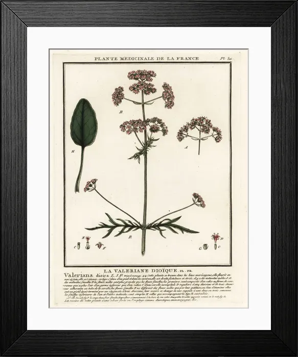 Framed Print : Valerian, Valeriana dioica Framed Print : Valerian, Valeriana dioica