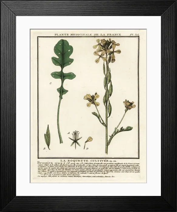 Framed Print : Rocket or arugula, Eruca vesicaria Framed Print : Rocket or arugula, Eruca vesicaria