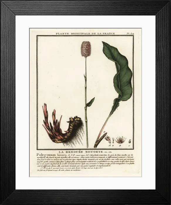 Framed Print : Common bistort, Persicaria bistorta Framed Print : Common bistort, Persicaria bistorta