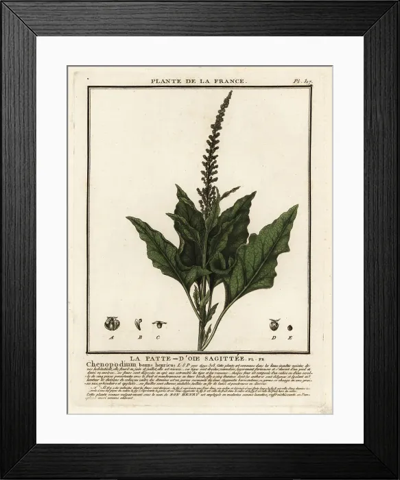 Framed Print : Good-King-Henry, Chenopodium bonus-henricus Framed Print : Good-King-Henry, Chenopodium bonus-henricus