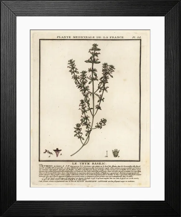 Framed Print : Basil thyme, Clinopodium acinos Framed Print : Basil thyme, Clinopodium acinos