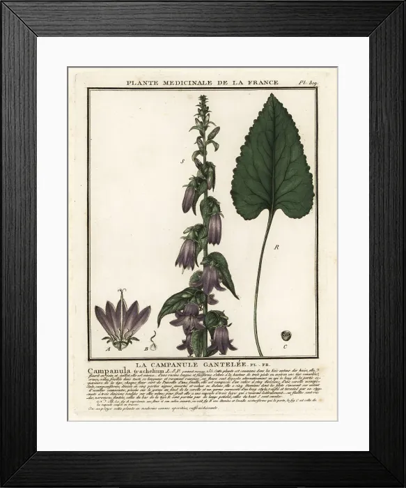 Framed Print : Nettle-leaved bellflower, Campanula trachelium Framed Print : Nettle-leaved bellflower, Campanula trachelium