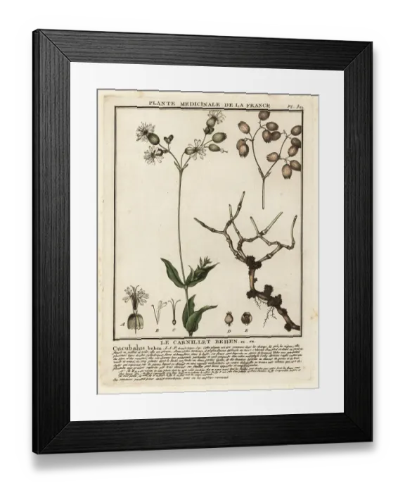 Framed Print : Bladder campion, Silene vulgaris Framed Print : Bladder campion, Silene vulgaris