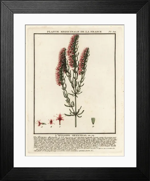 Framed Print : Hyssop, Hyssopus officinalis Framed Print : Hyssop, Hyssopus officinalis