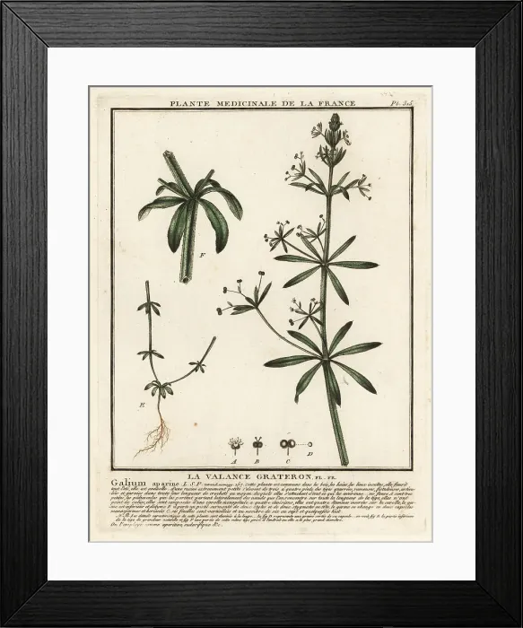 Framed Print : Cleavers, Galium aparine Framed Print : Cleavers, Galium aparine