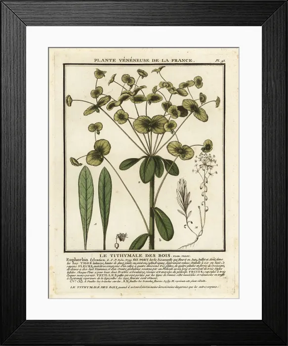 Framed Print : Wood spurge, Euphorbia amygdaloides Framed Print : Wood spurge, Euphorbia amygdaloides