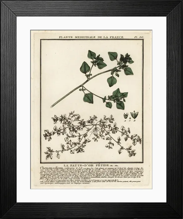 Framed Print : Stinking goosefoot, Chenopodium vulvaria Framed Print : Stinking goosefoot, Chenopodium vulvaria