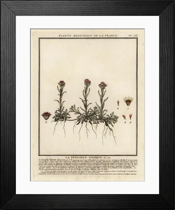 Framed Print : Mountain everlasting, Antennaria dioica Framed Print : Mountain everlasting, Antennaria dioica