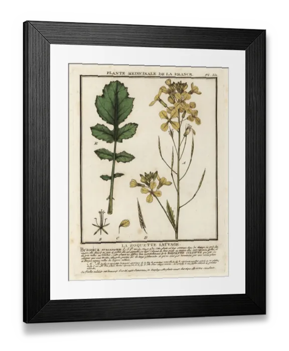 Framed Print : Watercress-leaved rocket, Erucastrum nasturtiifolium Framed Print : Watercress-leaved rocket, Erucastrum nasturtiifolium