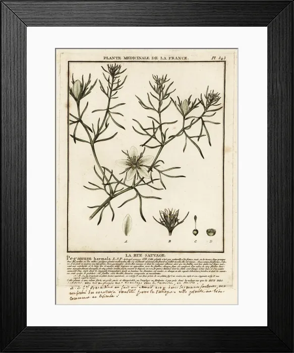 Framed Print : Wild rue, Peganum harmala Framed Print : Wild rue, Peganum harmala