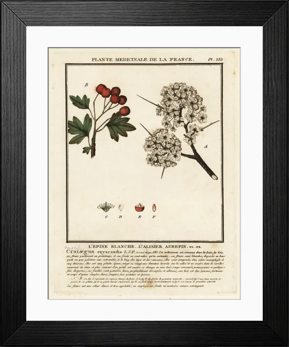 Framed Print : Hawthorn, Crataegus rhipidophylla Framed Print : Hawthorn, Crataegus rhipidophylla