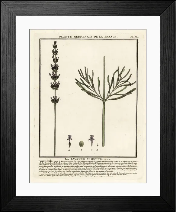 Framed Print : Lavender, Lavandula angustifolia Framed Print : Lavender, Lavandula angustifolia
