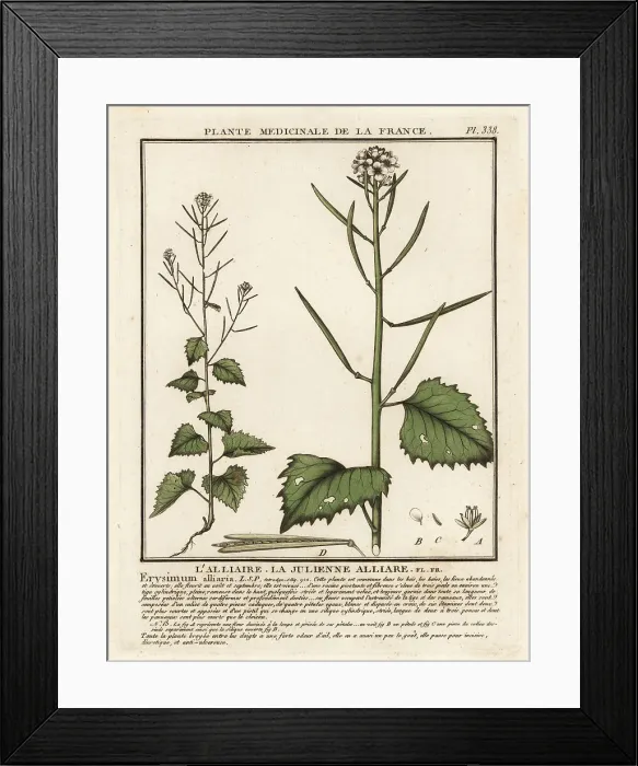 Framed Print : Garlic mustard, Alliaria petiolata Framed Print : Garlic mustard, Alliaria petiolata