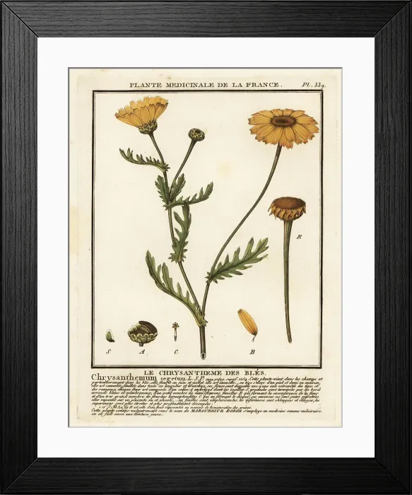 Framed Print : Corn marigold, Glebionis segetum Framed Print : Corn marigold, Glebionis segetum