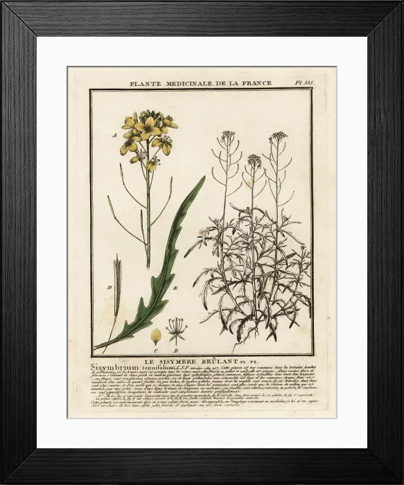Framed Print : Wild rocket, Diplotaxis tenuifolia Framed Print : Wild rocket, Diplotaxis tenuifolia