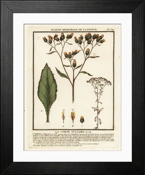 Framed Print : Ploughman's-spikenard, Inula conyza Framed Print : Ploughman's-spikenard, Inula conyza