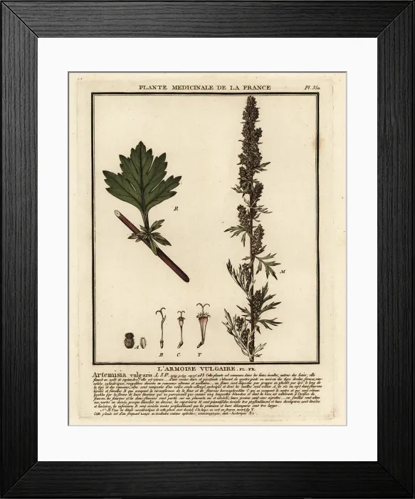 Framed Print : Common mugwort, Artemisia vulgaris Framed Print : Common mugwort, Artemisia vulgaris