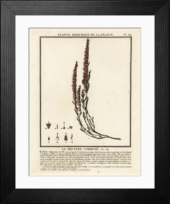 Framed Print : Common heather, Calluna vulgaris Framed Print : Common heather, Calluna vulgaris