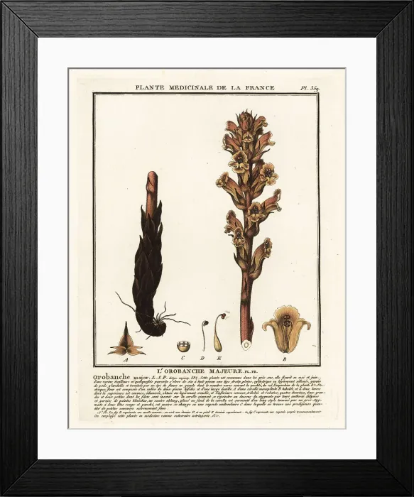 Framed Print : Bedstraw broomrape; Orobanche caryophyllacea Framed Print : Bedstraw broomrape; Orobanche caryophyllacea