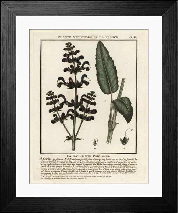 Framed Print : Meadow clary, Salvia pratensis Framed Print : Meadow clary, Salvia pratensis