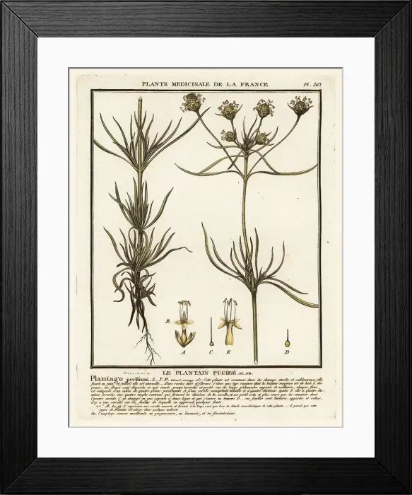 Framed Print : Branched plantain, Plantago indica Framed Print : Branched plantain, Plantago indica