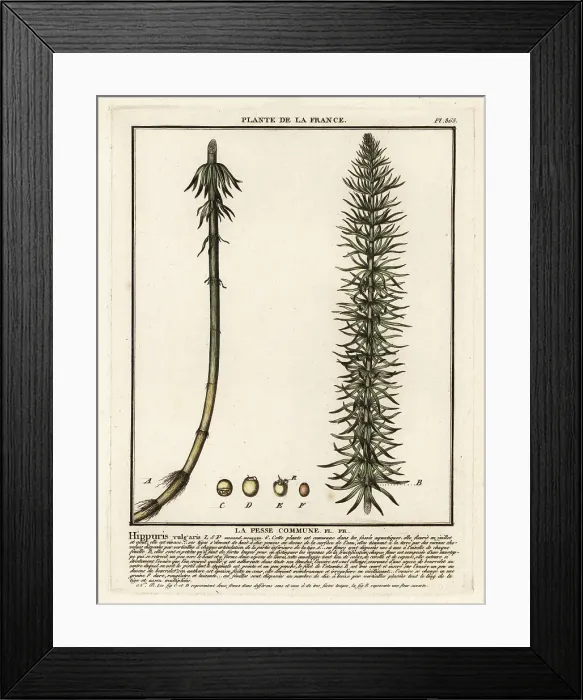 Framed Print : Common mare's-tail, Hippuris vulgaris Framed Print : Common mare's-tail, Hippuris vulgaris