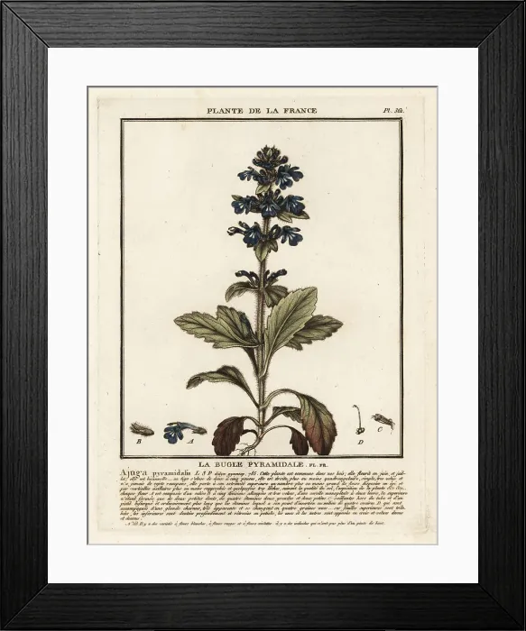 Framed Print : Pyramidal bugle, Ajuga pyramidalis Framed Print : Pyramidal bugle, Ajuga pyramidalis