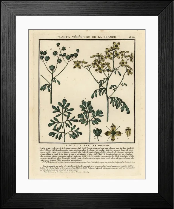 Framed Print : Common rue, Ruta graveolens Framed Print : Common rue, Ruta graveolens