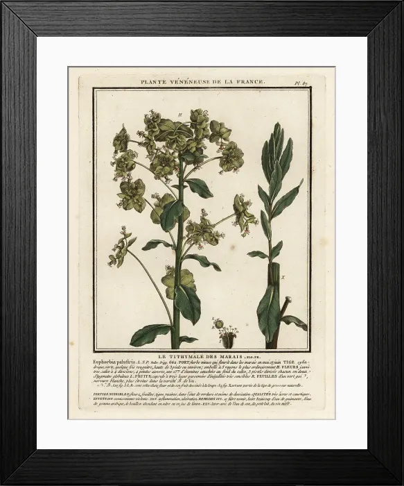 Framed Print : Marsh spurge, Euphorbia palustris Framed Print : Marsh spurge, Euphorbia palustris
