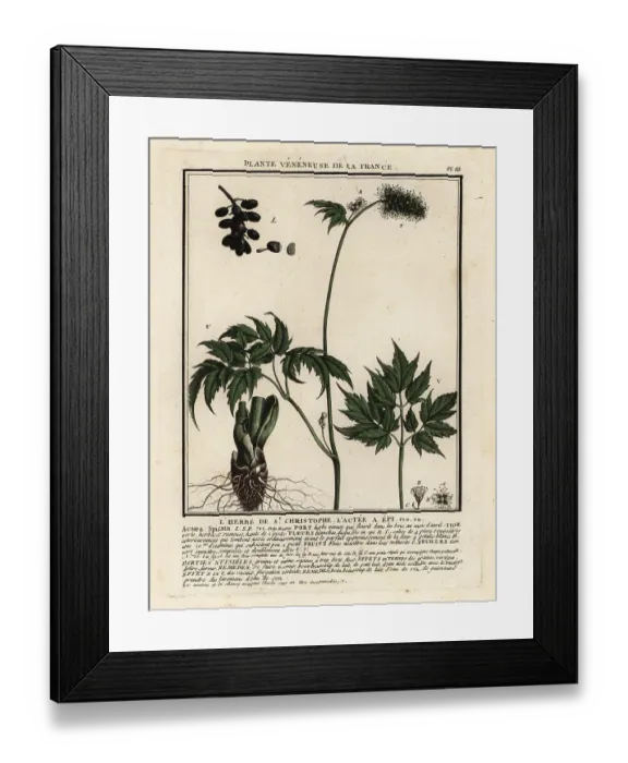 Framed Print : Baneberry, Actaea spicata Framed Print : Baneberry, Actaea spicata