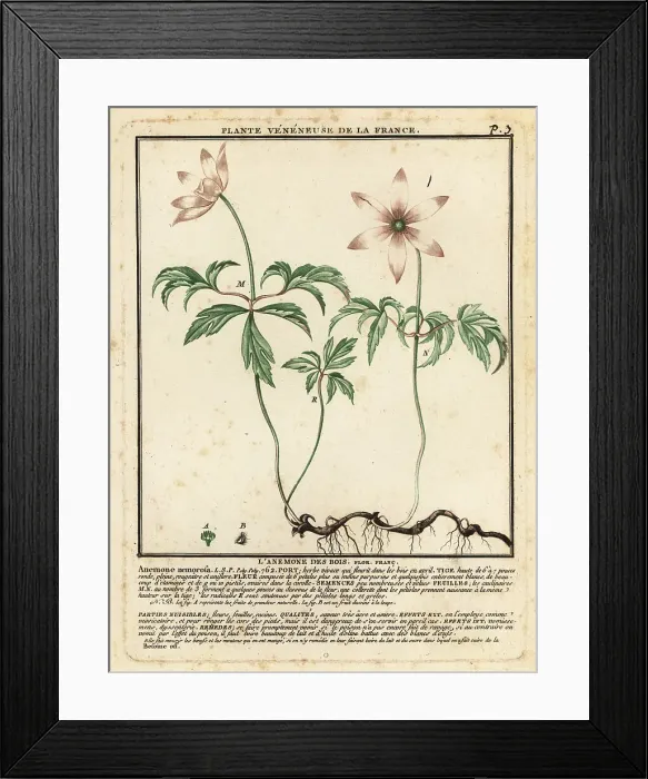 Framed Print : Wood anemone, Anemone nemorosa Framed Print : Wood anemone, Anemone nemorosa