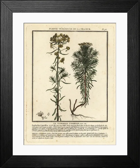Framed Print : Cypress spurge, Euphorbia cyparissias Framed Print : Cypress spurge, Euphorbia cyparissias