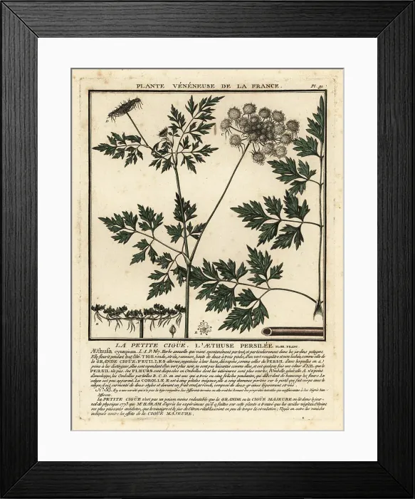 Framed Print : Fool's parsley, Aethusa cynapium Framed Print : Fool's parsley, Aethusa cynapium