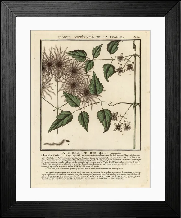 Framed Print : Old man's beard, Clematis vitalba Framed Print : Old man's beard, Clematis vitalba
