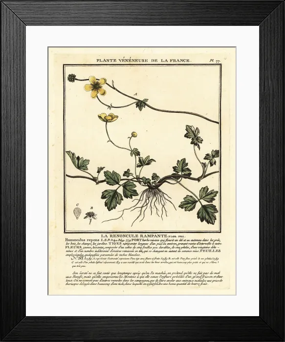 Framed Print : Creeping buttercup, Ranunculus repens Framed Print : Creeping buttercup, Ranunculus repens