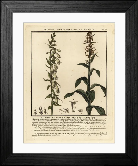 Framed Print : Straw foxglove, Digitalis lutea Framed Print : Straw foxglove, Digitalis lutea