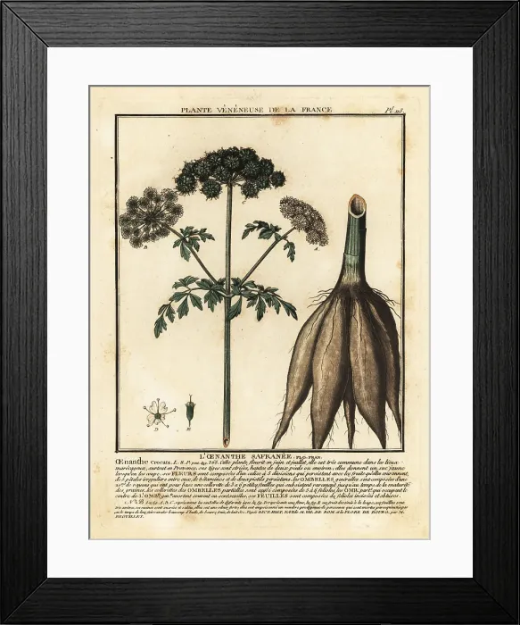 Framed Print : Hemlock water-dropwort, Oenanthe crocata Framed Print : Hemlock water-dropwort, Oenanthe crocata