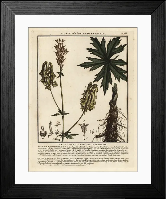 Framed Print : Northern wolf's-bane, Aconitum lycoctonum Framed Print : Northern wolf's-bane, Aconitum lycoctonum