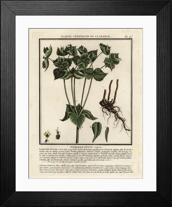 Framed Print : Serrated spurge, Euphorbia serrata Framed Print : Serrated spurge, Euphorbia serrata