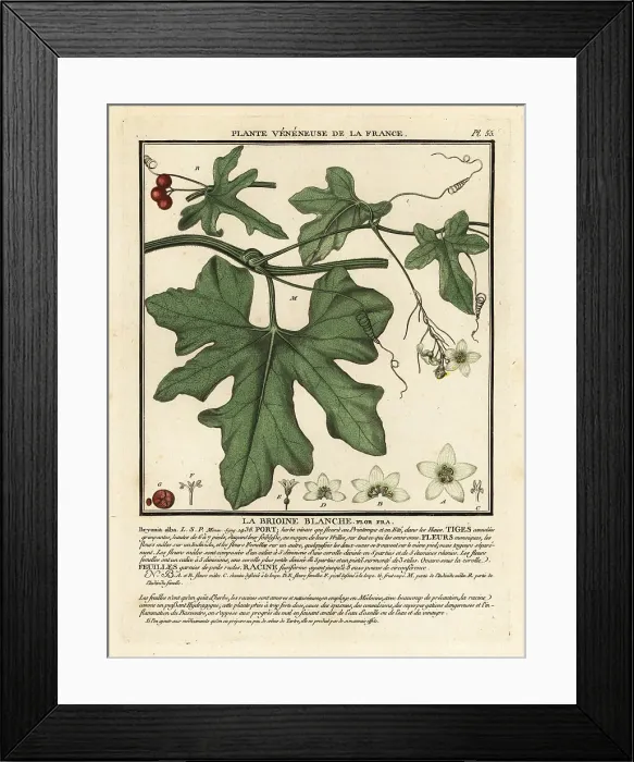 Framed Print : White bryony, Bryonia alba Framed Print : White bryony, Bryonia alba
