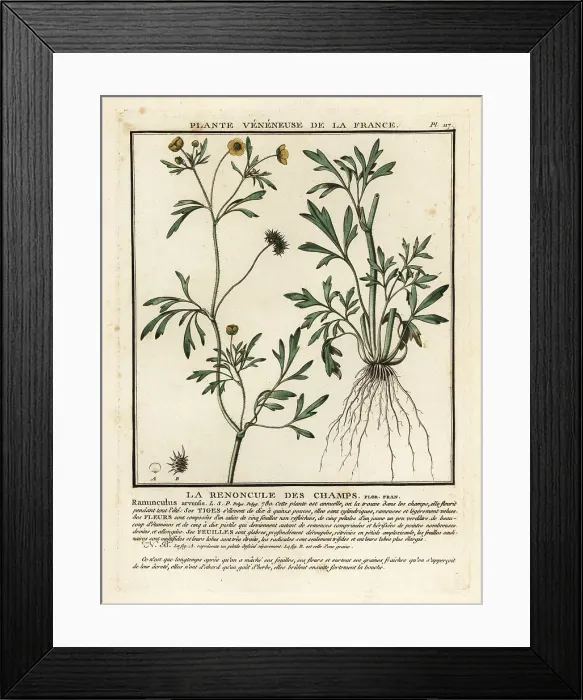 Framed Print : Corn buttercup, Ranunculus arvensis Framed Print : Corn buttercup, Ranunculus arvensis